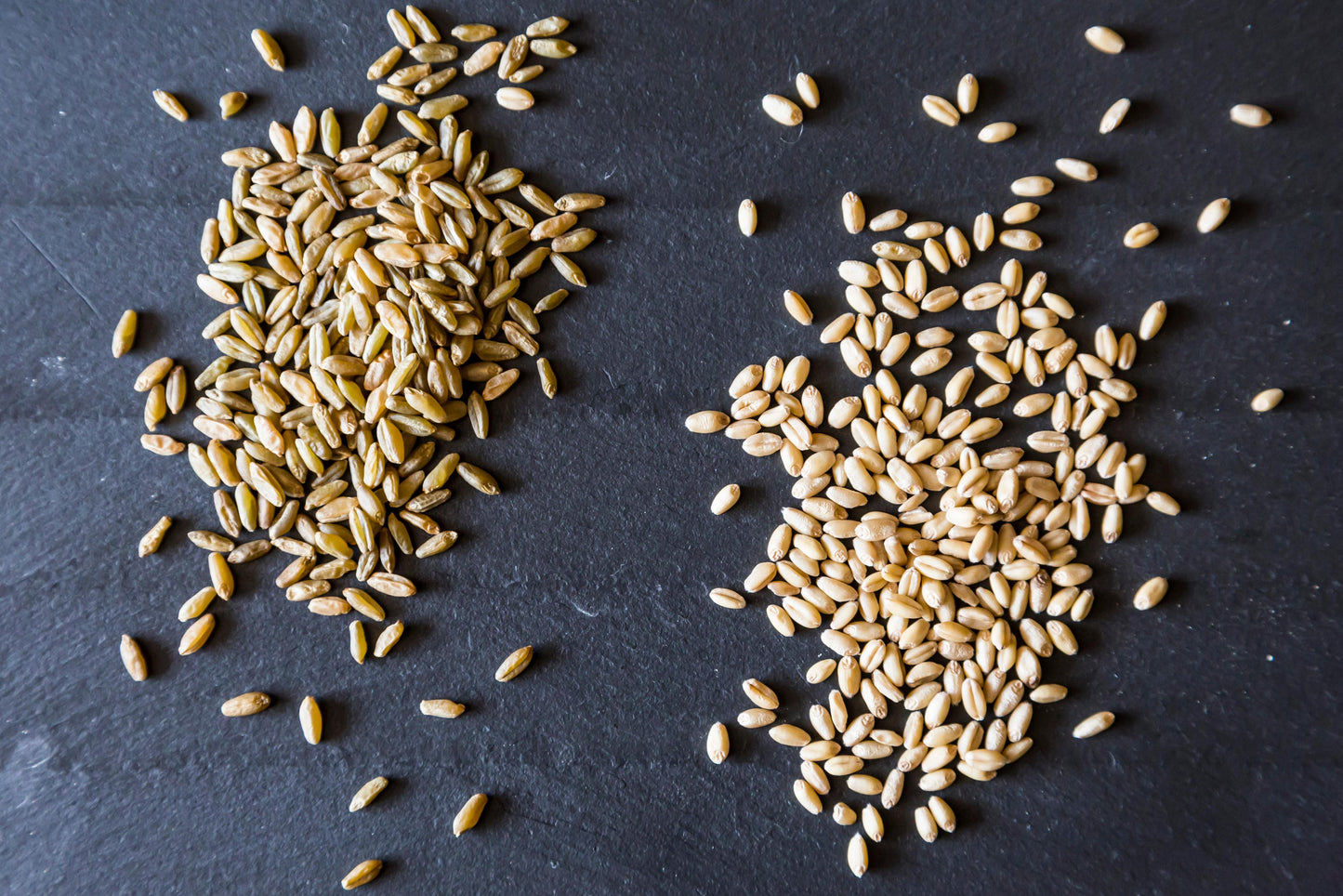 Organic wheat berries, hard red, 25 lbs.