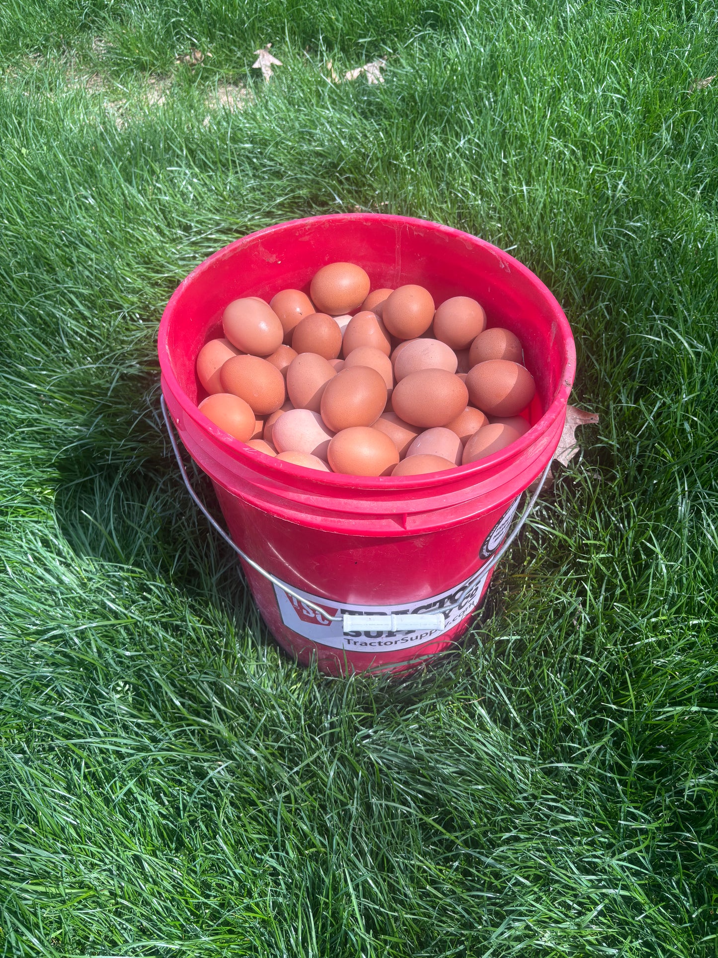 Eggs