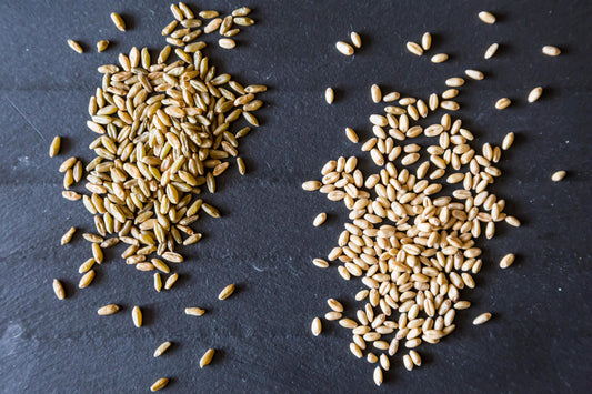 Organic wheat berries, hard red, 25 lbs.