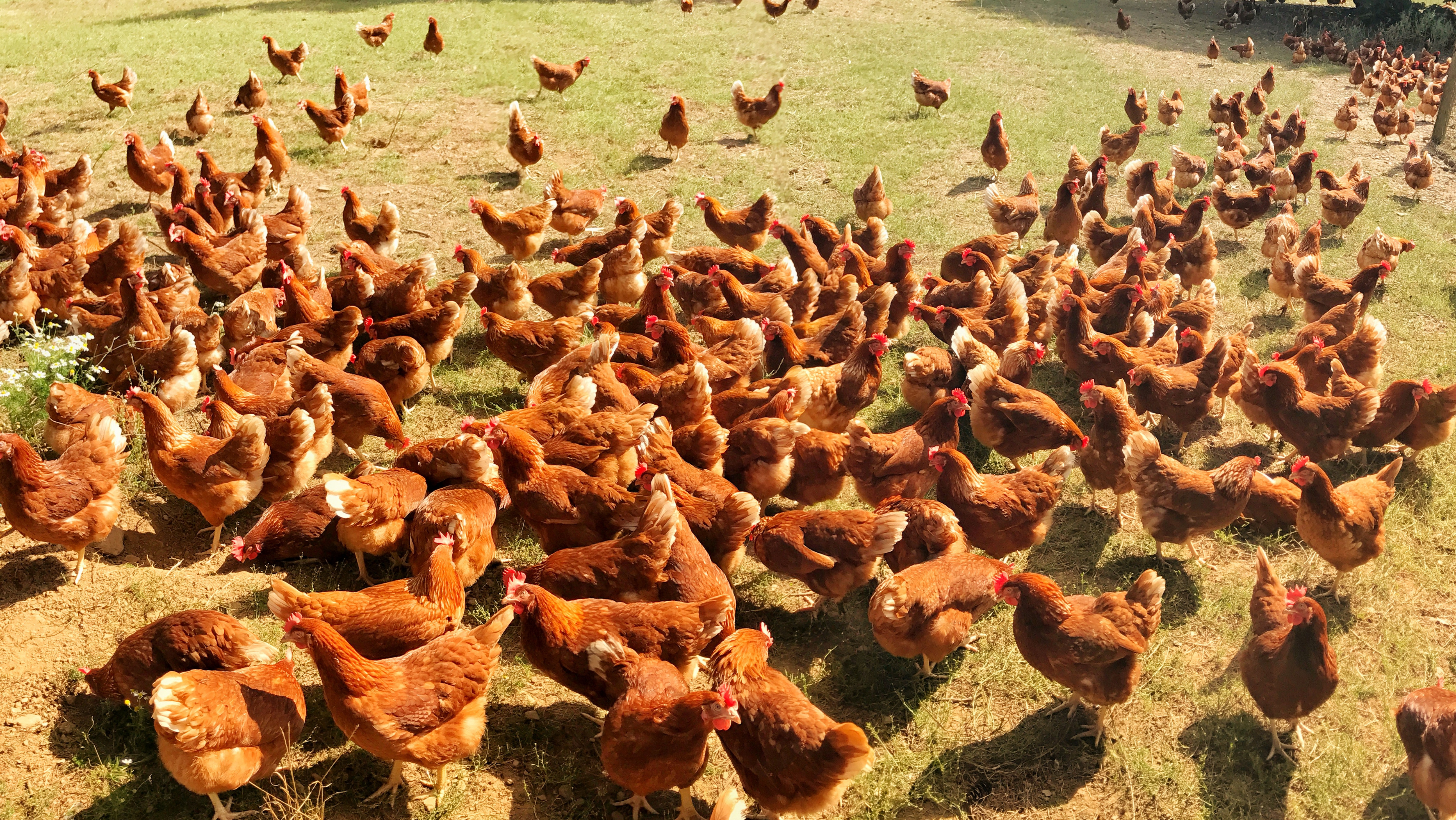Large group of chickens in a grassy field