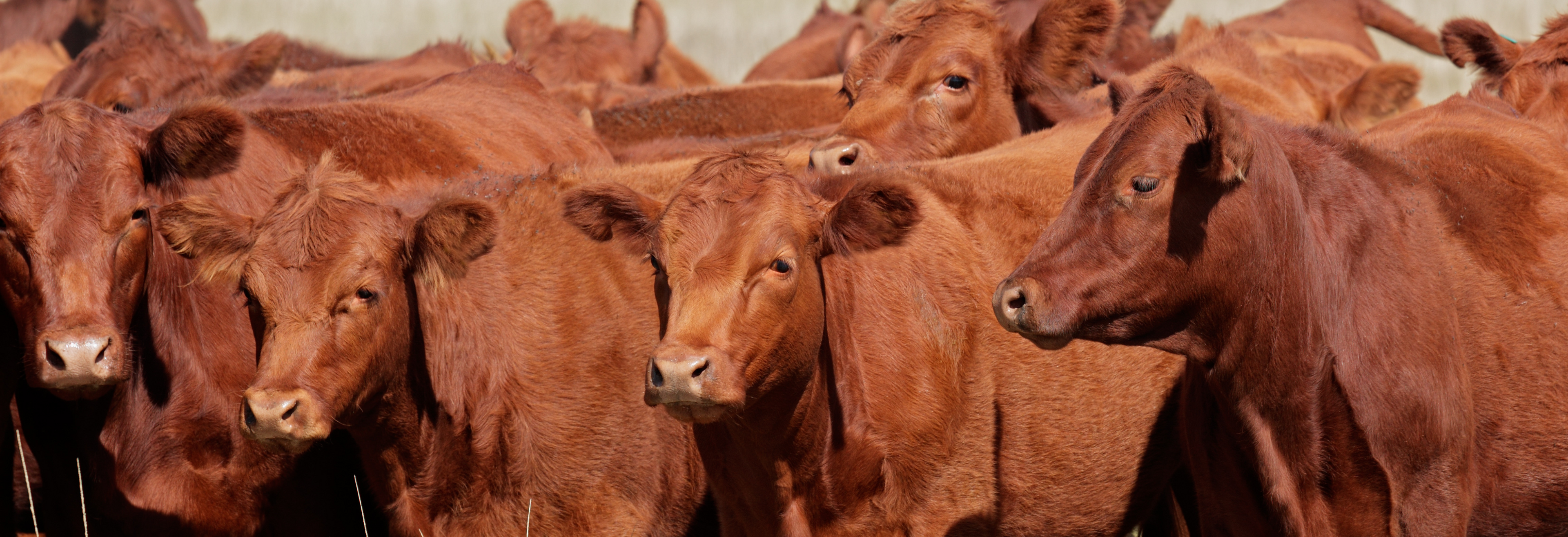 Group of brown cows standing in a field
