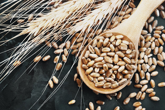 Organic sprouted einkorn berries, 25 lbs.